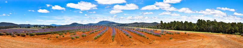 Lavendel-Bauernhof mit blauen Himmeln lizenzfreie stockbilder Lavendel-Bauernhof mit blauen Himmeln lizenzfreie stockbilder