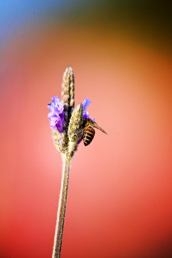 Lavendel royaltyfria foton Lavendel royaltyfria foton