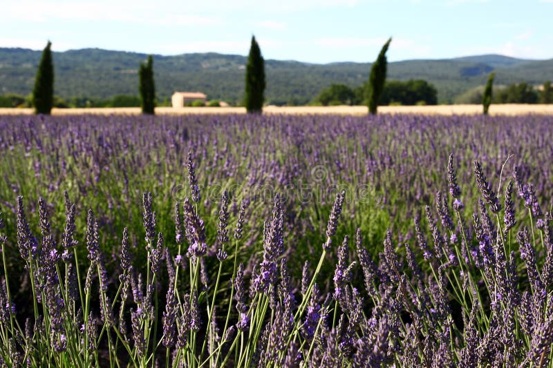 Lavendel blüht Frankreich
