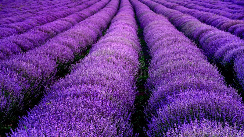 Lavendel blüht im Frühjahr lizenzfreies stockfoto Lavendel blüht im Frühjahr lizenzfreies stockfoto