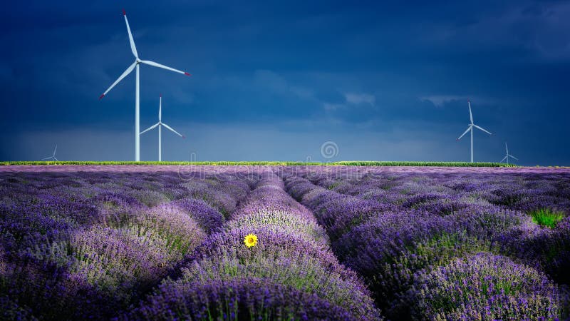 Lavendel blüht im Frühjahr mit eolian Mühlen stockfotos Lavendel blüht im Frühjahr mit eolian Mühlen stockfotos