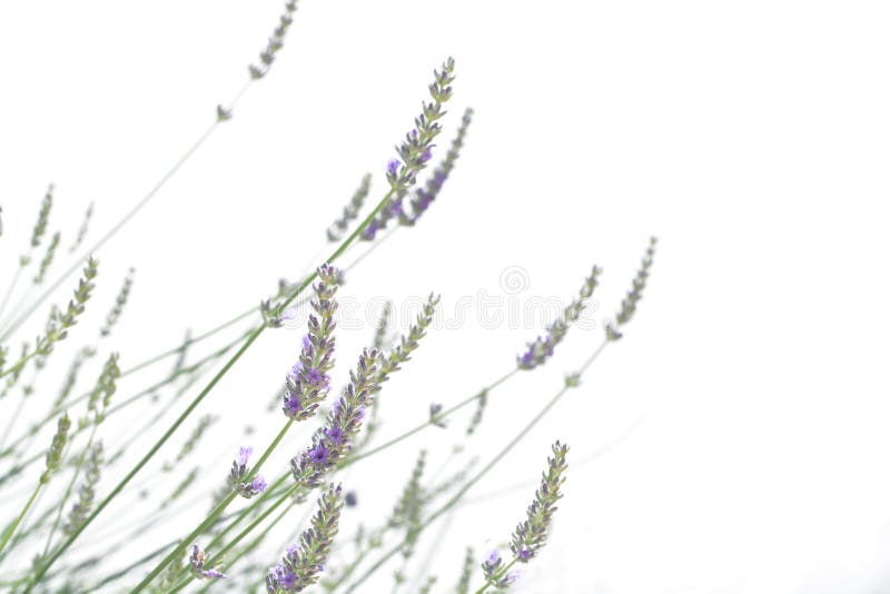 Lavendel die op wit wordt geïsoleerdR stock afbeeldingen Lavendel die op wit wordt geïsoleerdR stock afbeeldingen