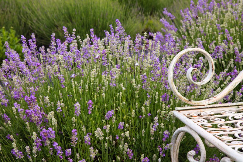 Lavendel-Feld-Blumen-Hintergrund