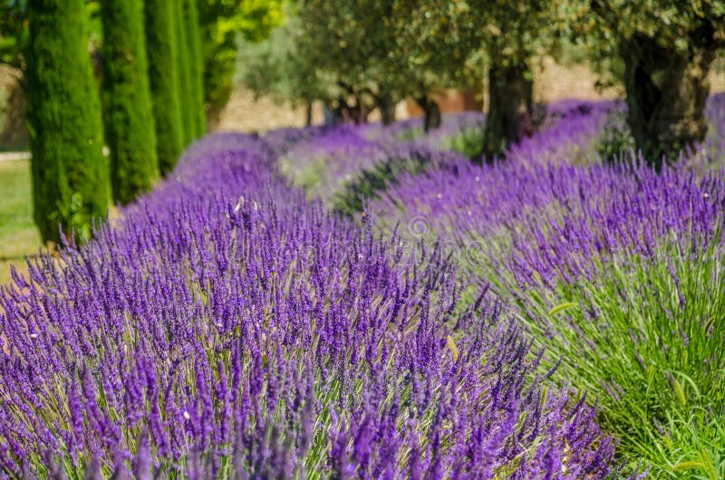 Lavendel in Folge und Olivenbäume