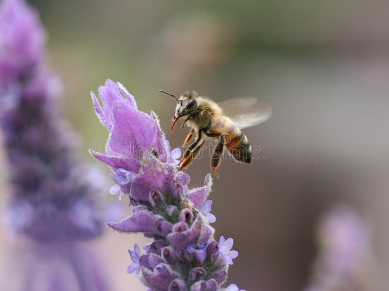 lavendel för biblommaflyg till arkivbild lavendel för biblommaflyg till arkivbild