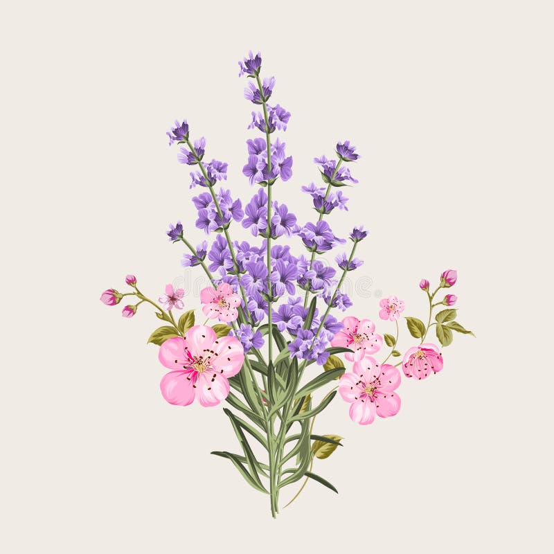 Lavendel och sakura blommor stock illustrationer