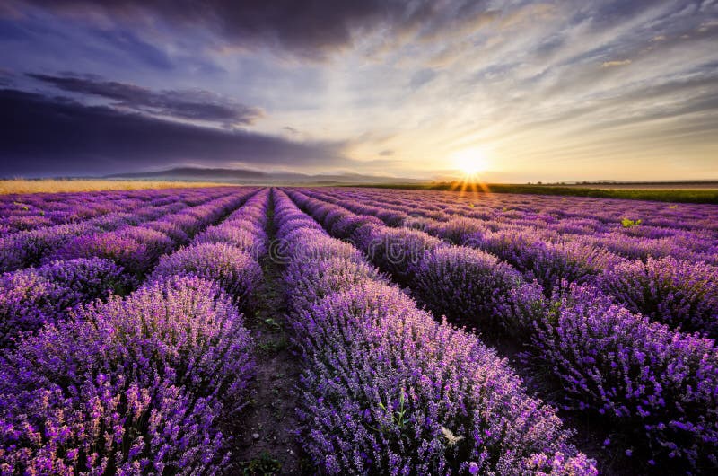 Lavendel-Sonnenaufgang lizenzfreie stockfotografie Lavendel-Sonnenaufgang lizenzfreie stockfotografie
