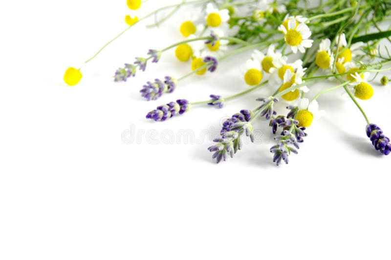 Lavendel und Kamille