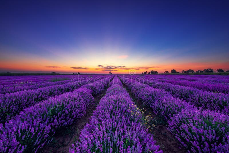Lavendelblomma som blommar fält i ändlösa rader royaltyfri fotografi