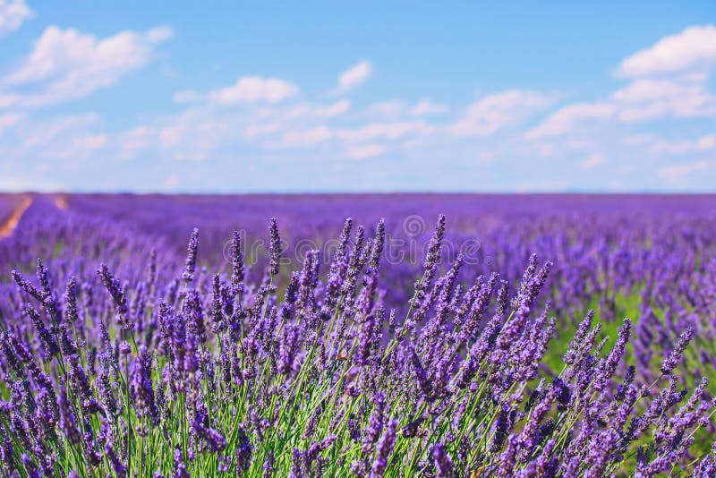Lavendelblomma som blommar fälthorisonten Valensole Provence, Fra arkivfoto