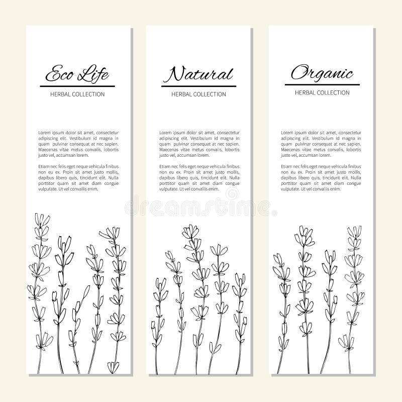 Lavendelblommor som isoleras på en vit, vertikala baner, etiketter, den hand drog klottervektorn, skissar det växt- tappningdiagr royaltyfri illustrationer Lavendelblommor som isoleras på en vit, vertikala baner, etiketter, den hand drog klottervektorn, skissar det växt- tappningdiagr royaltyfri illustrationer