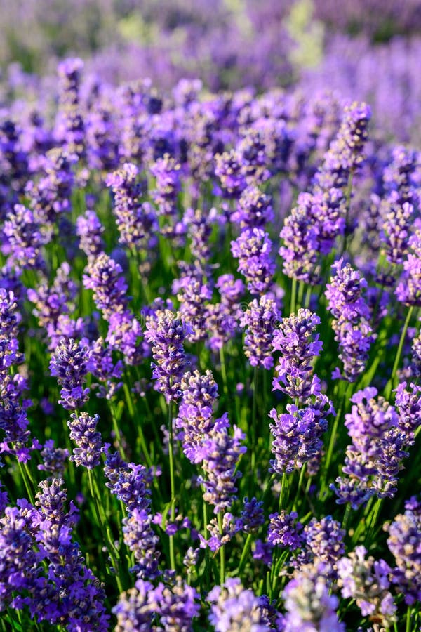 Lavendelblumenfeldabschluß herauf Detail in der Sommerzeit stockfotografie Lavendelblumenfeldabschluß herauf Detail in der Sommerzeit stockfotografie