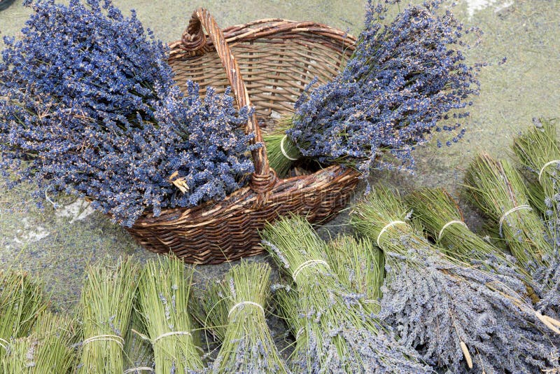 Lavendelbukett i Luberon - Provence - Frankrike royaltyfri foto Lavendelbukett i Luberon - Provence - Frankrike royaltyfri foto