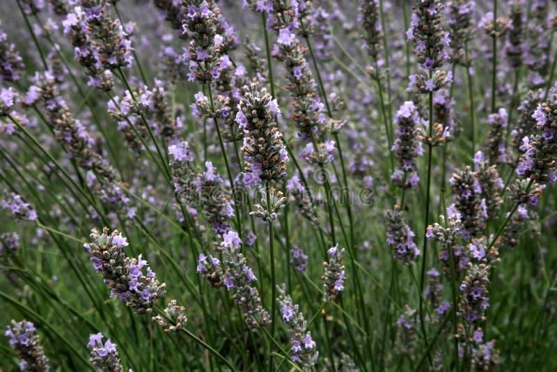 Lavendelfeld im Sommer in Provence, Süd-Frankreich lizenzfreies stockfoto Lavendelfeld im Sommer in Provence, Süd-Frankreich lizenzfreies stockfoto