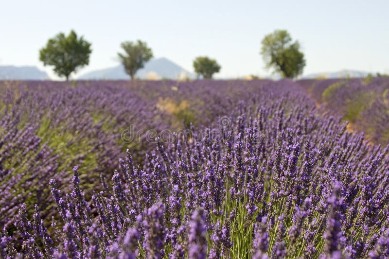 Lavendelfeld mit Baum. Provence. Frankreich.