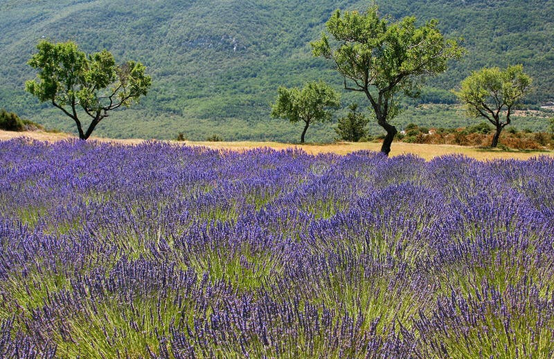 Lavendelfeld in Provence, Frankreich.