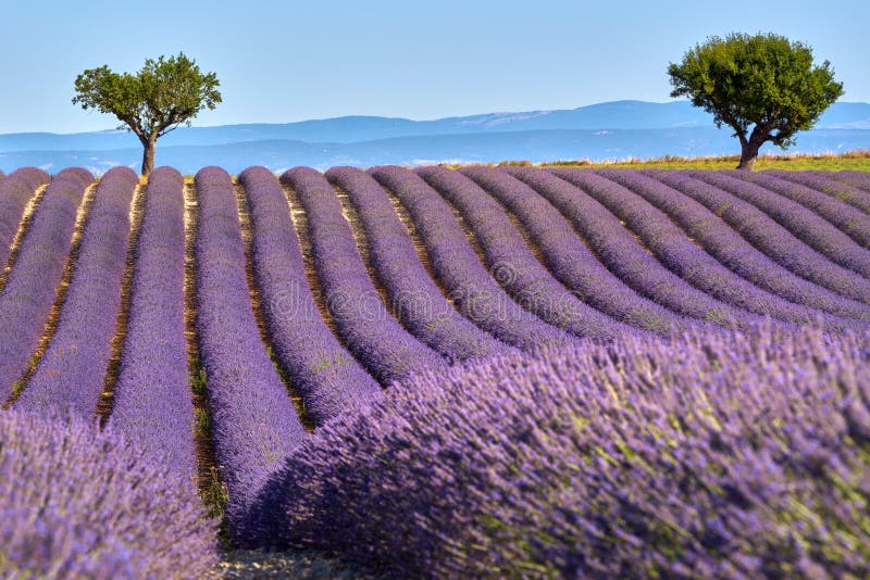 Lavendelfält av Valensole i sommar Alpes de Haute Provence, Frankrike royaltyfria bilder Lavendelfält av Valensole i sommar Alpes de Haute Provence, Frankrike royaltyfria bilder