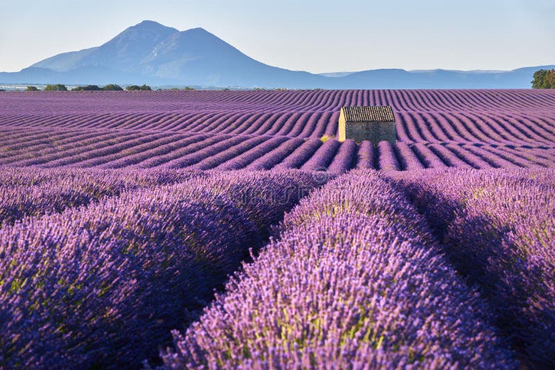 Lavendelfält i Platå de Valensole i sommar Alpes de Haute Provence, Frankrike arkivfoton