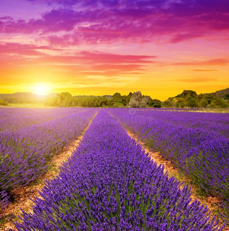 Lavendelfält i Provence på solnedgången royaltyfri foto