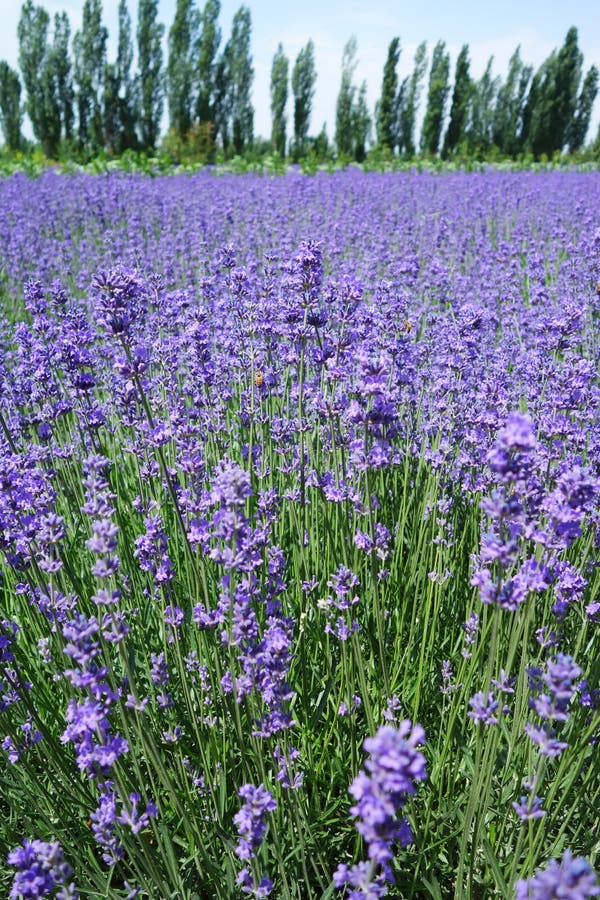 Lavendelfält i sommar royaltyfri fotografi
