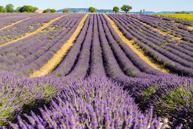 Lavendelfält i sommar i Valensole Alpes de Haute Provence, fjällängar, Frankrike royaltyfri fotografi Lavendelfält i sommar i Valensole Alpes de Haute Provence, fjällängar, Frankrike royaltyfri fotografi
