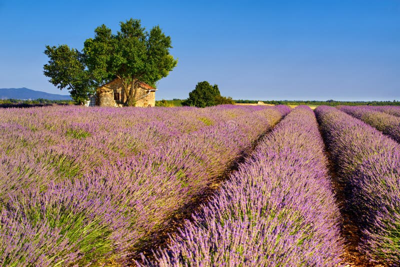 Lavendelfält i Valensole med stenhuset i sommar Platå de Valensole, Alpes de Haute Provence, Frankrike royaltyfri foto Lavendelfält i Valensole med stenhuset i sommar Platå de Valensole, Alpes de Haute Provence, Frankrike royaltyfri foto