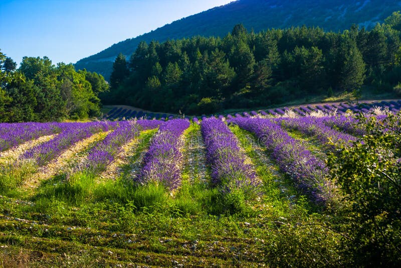 Lavendelfält nära den franska Provence royaltyfri fotografi