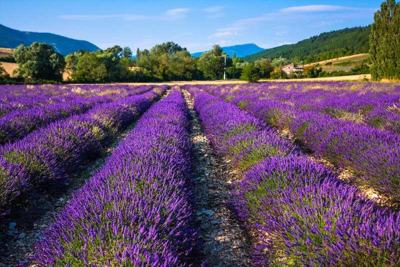 Lavendelfält nära den franska Provence arkivbild
