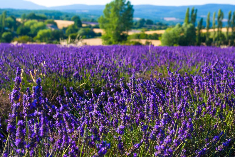Lavendelfält nära den franska Provence arkivfoto