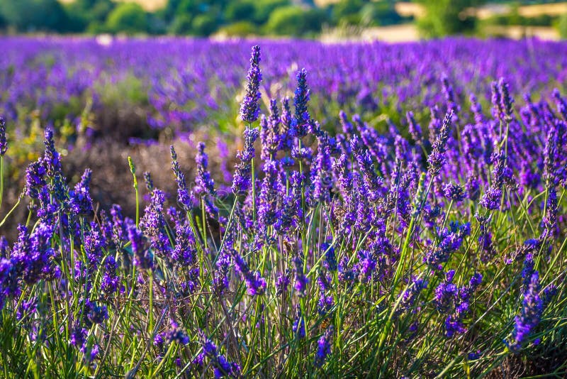 Lavendelfält nära den franska Provence fotografering för bildbyråer