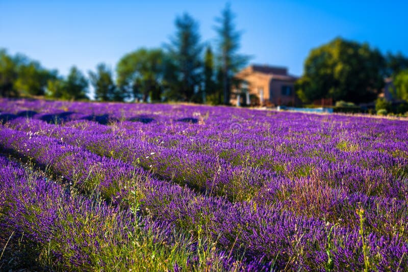 Lavendelfält nära den franska Provence arkivbilder