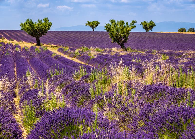 Lavendelfält och olivträd i Valensole, sydliga Frankrike royaltyfri foto