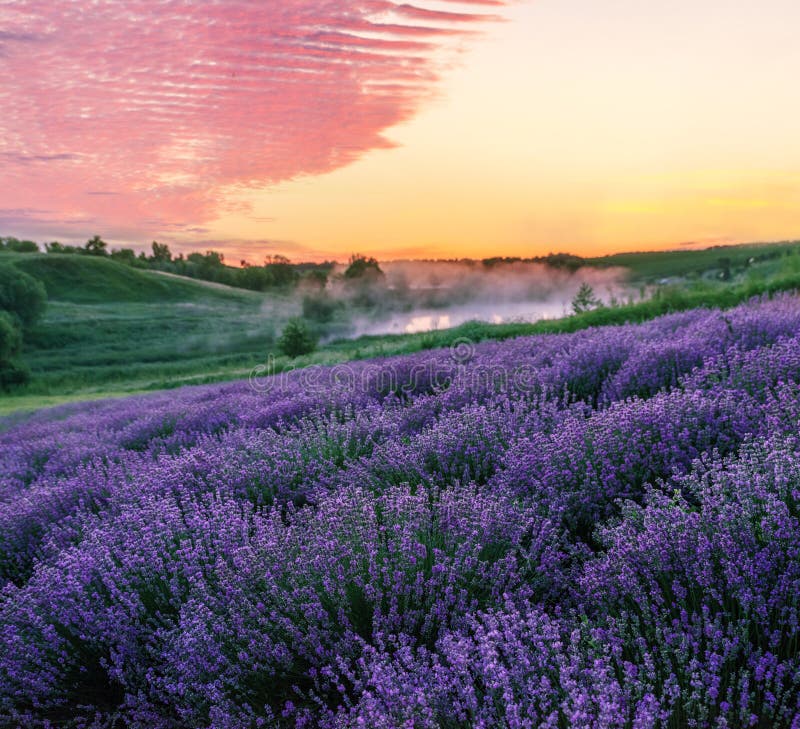 Lavendelfält och underbart vackert molnigt himmel vid soluppgång. vacker naturbakgrund royaltyfri fotografi