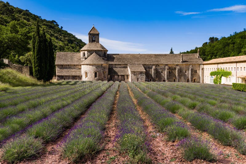 Lavendelfält, Provence, Frankrike arkivbilder