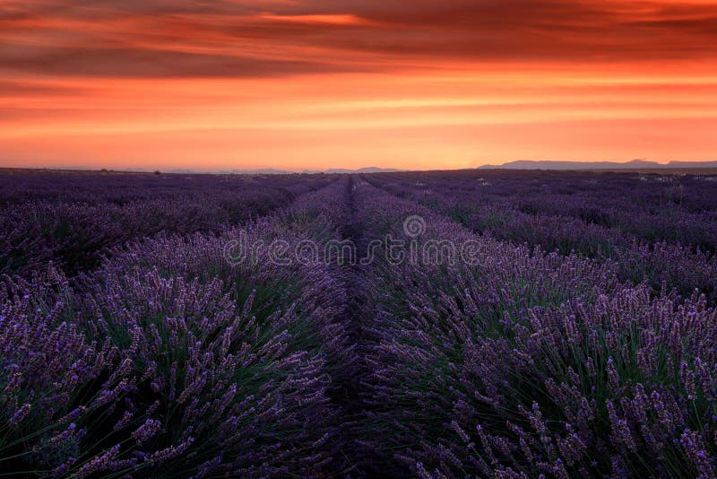 Lavendelfält på solnedgången, Provence som förbluffar landskap med brännhet himmel, Frankrike arkivbild Lavendelfält på solnedgången, Provence som förbluffar landskap med brännhet himmel, Frankrike arkivbild