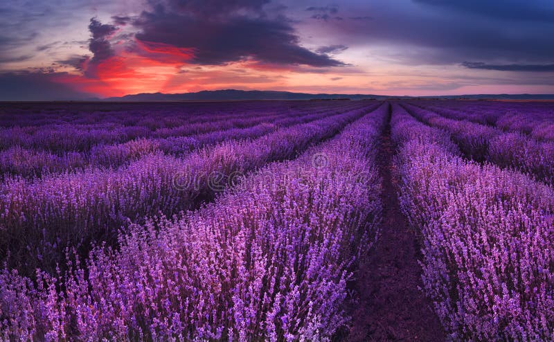 Lavendelfält Storartad bild av lavendelfältet Sommarsolnedgånglandskap som kontrasterar färger Mörka moln, dramatisk solnedgång arkivfoto