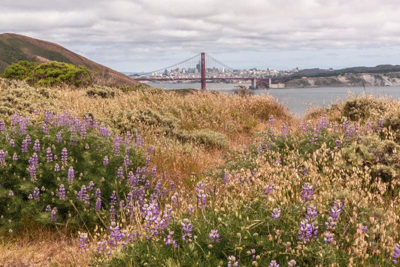 Lavendelgebied in de Lente San Francisco stock foto Lavendelgebied in de Lente San Francisco stock foto