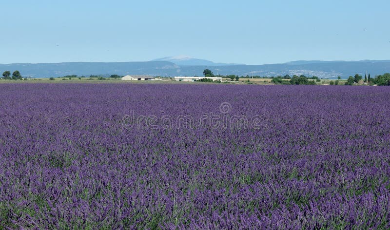 Lavendelgebied, de Provence, zuiden van Frankrijk royalty-vrije stock foto's Lavendelgebied, de Provence, zuiden van Frankrijk royalty-vrije stock foto's