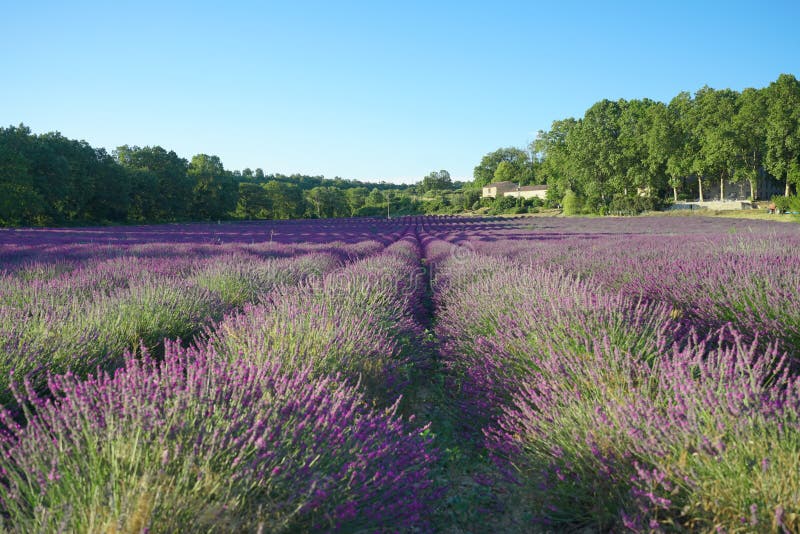 Lavendelgebied onder blauwe hemel in Valensole, de Provence, Frankrijk stock afbeeldingen Lavendelgebied onder blauwe hemel in Valensole, de Provence, Frankrijk stock afbeeldingen