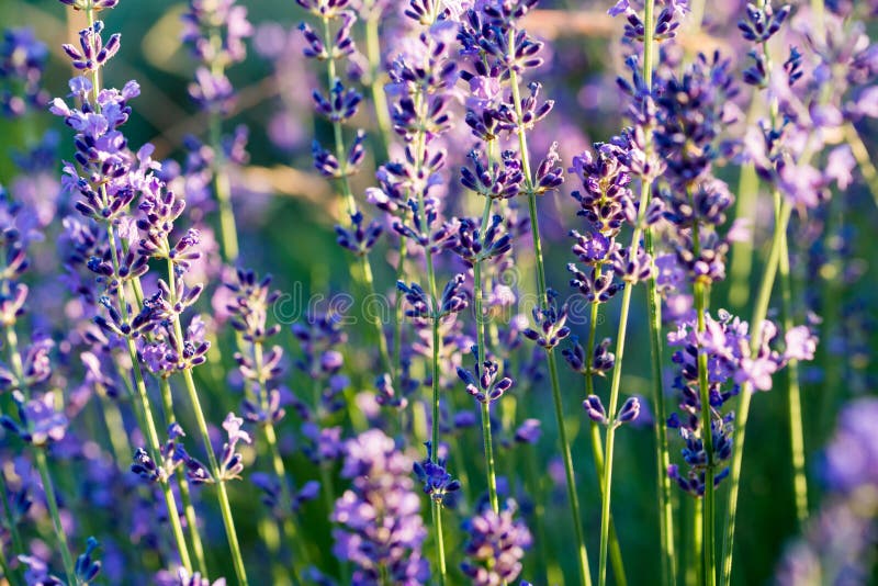 Lavendelväxt, gröna purpurfärgade fältblommor royaltyfri bild Lavendelväxt, gröna purpurfärgade fältblommor royaltyfri bild