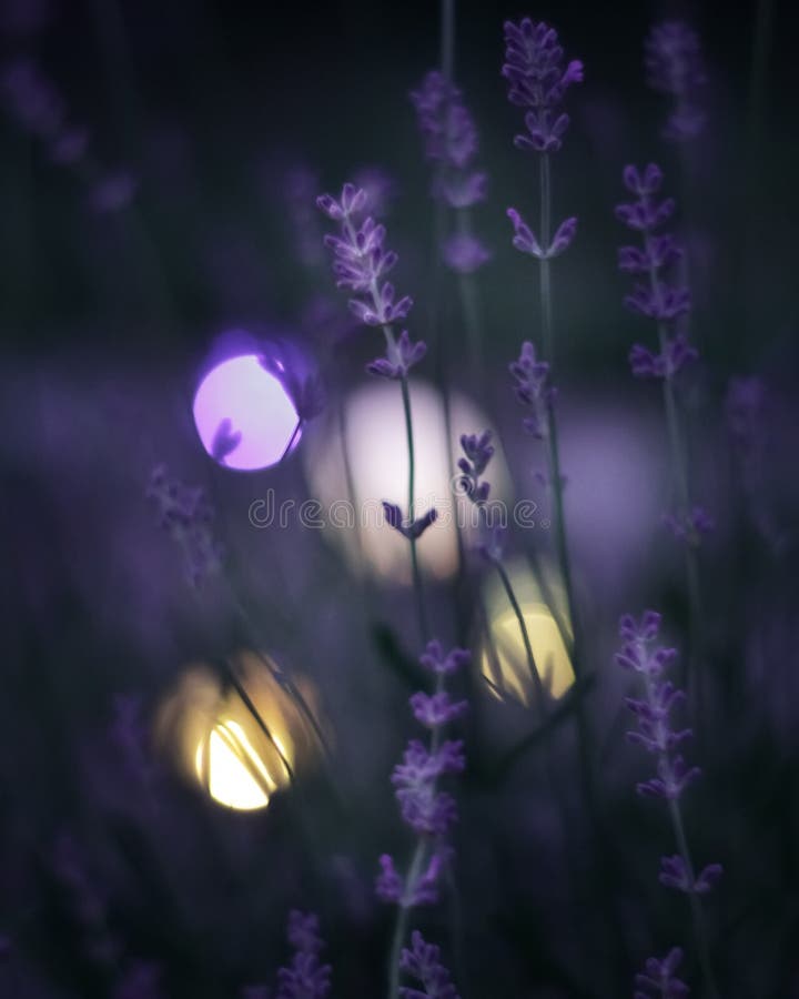 Lavender στοκ εικόνα με δικαίωμα ελεύθερης χρήσης Lavender στοκ εικόνα με δικαίωμα ελεύθερης χρήσης