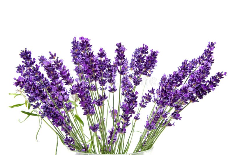 278,961 Lavender Stock Photos - Free & Royalty-Free Stock Photos from ...