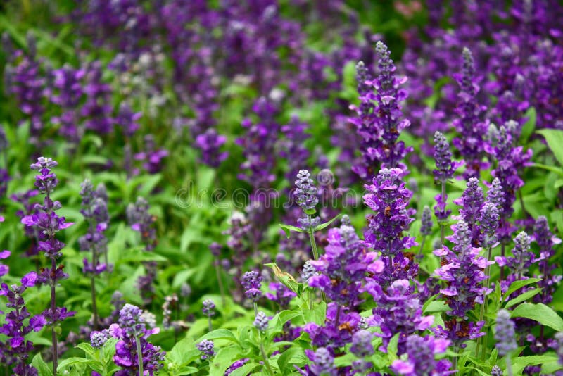 Viola fiori di lavanda in campi natura, con il sole.