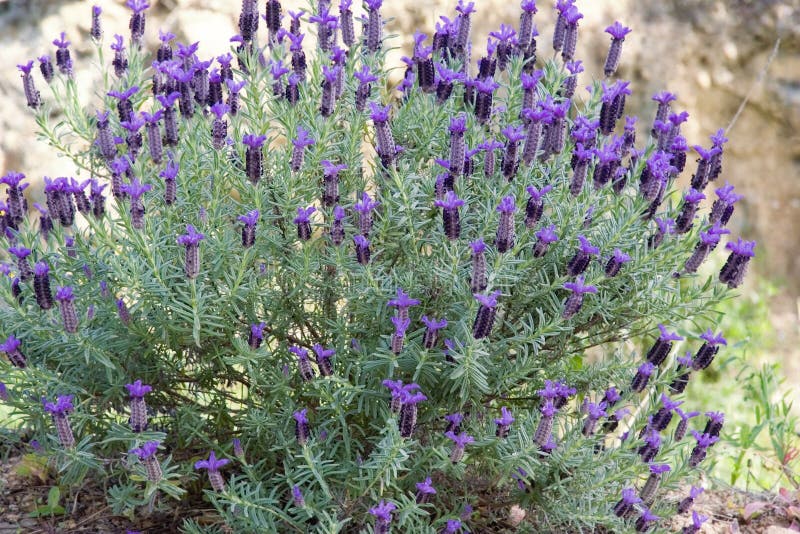 Lavender