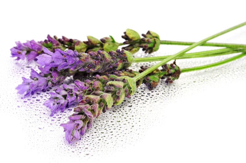 Sage and Lavender stock photo. Image of isolated, natural 13336172