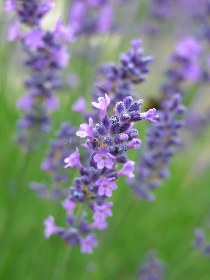 Lavanda.