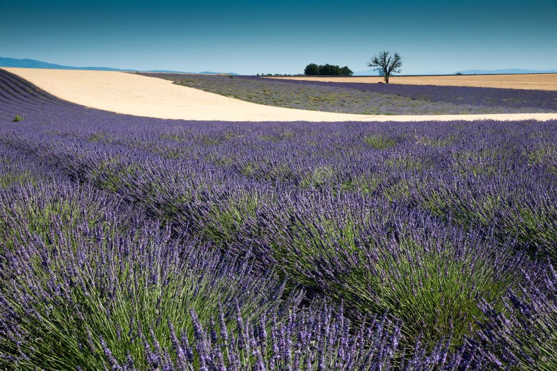 Lavender stock photo Lavender stock photo