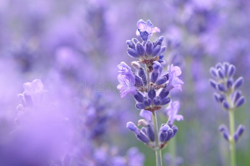 Lavender