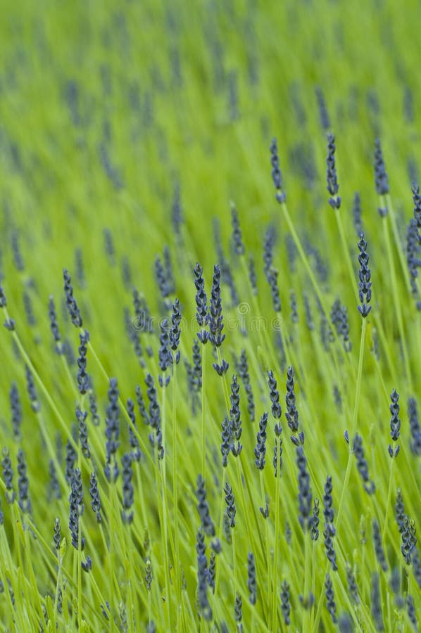 2,118 Lavender Stems Stock Photos Free & RoyaltyFree Stock Photos
