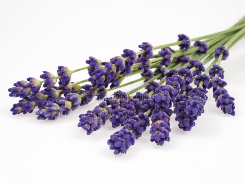 Lavender royalty free stock photography Lavender royalty free stock photography